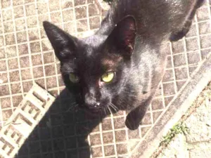 Gato raça  idade 2 a 6 meses nome Lourenço 