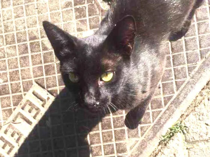 Gato ra a  idade 2 a 6 meses nome Lourenço 