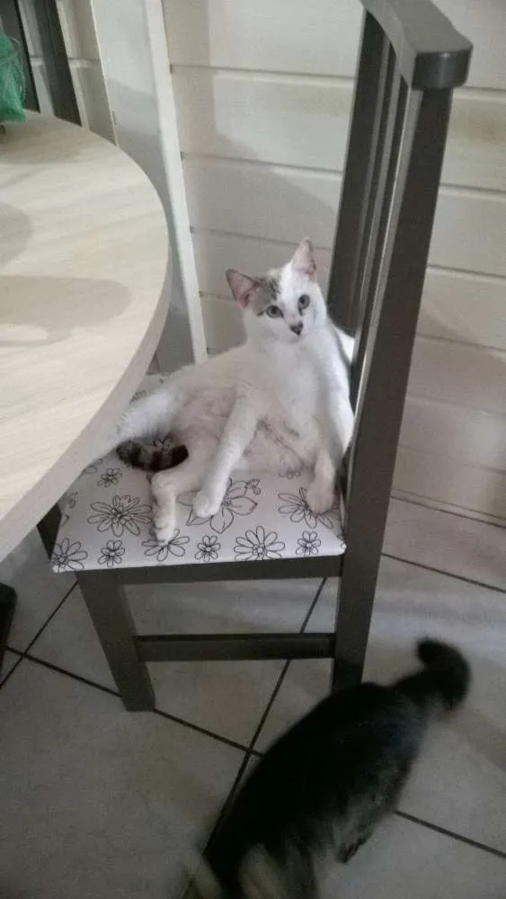 Gato ra a sem raça definida idade 2 anos nome Mitss