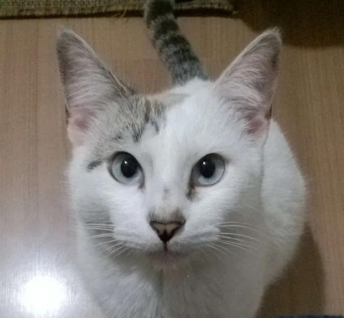 Gato ra a sem raça definida idade 2 anos nome Mitss