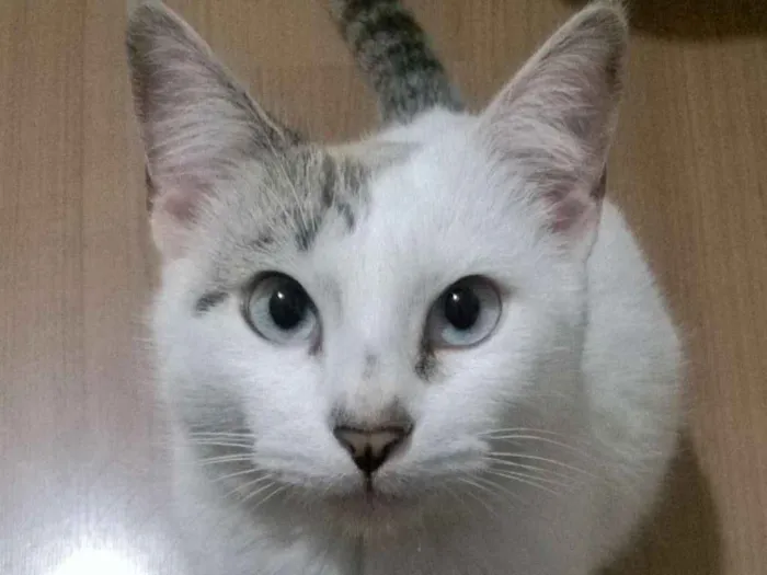 Gato ra a sem raça definida idade 2 anos nome Mitss