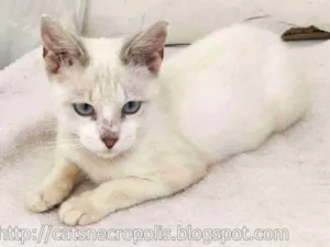 Gato raça srd idade 2 a 6 meses nome Ferrero