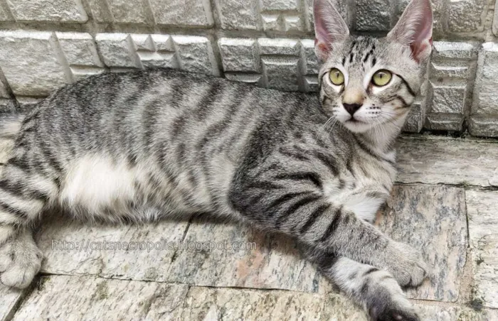 Gato ra a srd idade 2 a 6 meses nome saquê