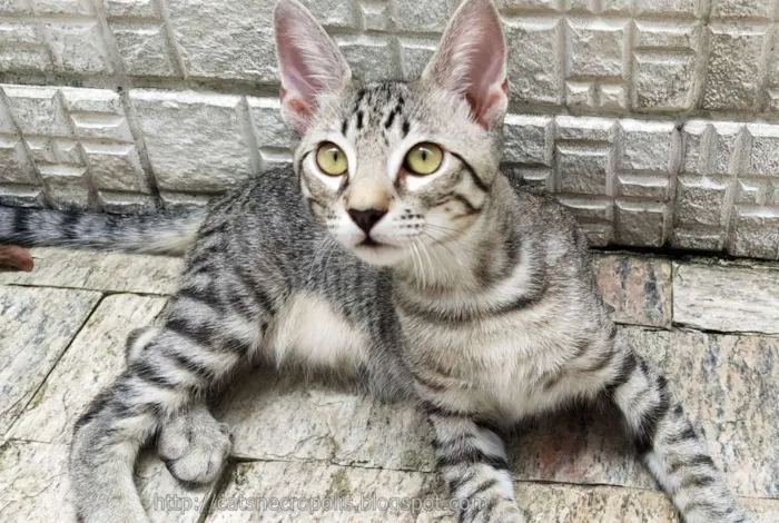 Gato ra a srd idade 2 a 6 meses nome saquê