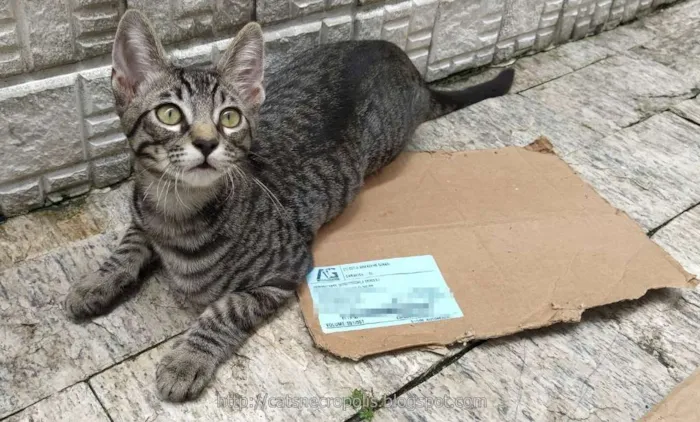Gato ra a srd idade 2 a 6 meses nome Tarê
