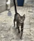 Tarê
