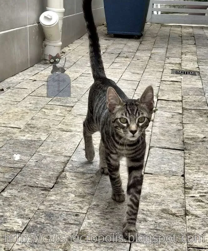 Gato ra a srd idade 2 a 6 meses nome Tarê