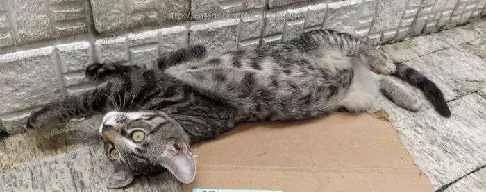Gato ra a srd idade 2 a 6 meses nome Tarê