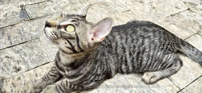 Gato ra a srd idade 2 a 6 meses nome Tarê