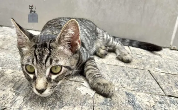 Gato raça srd idade 2 a 6 meses nome Dashi