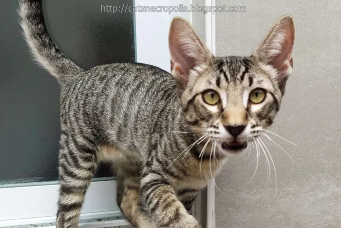 Gato raça srd idade 2 a 6 meses nome Dashi