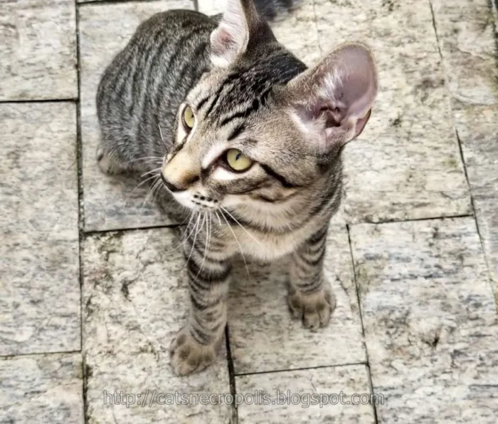 Gato raça srd idade 2 a 6 meses nome Dashi