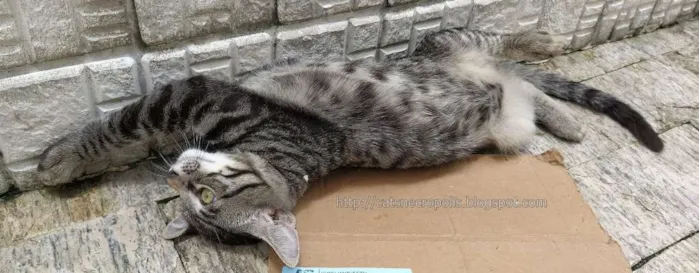 Gato ra a srd idade 2 a 6 meses nome Tarê