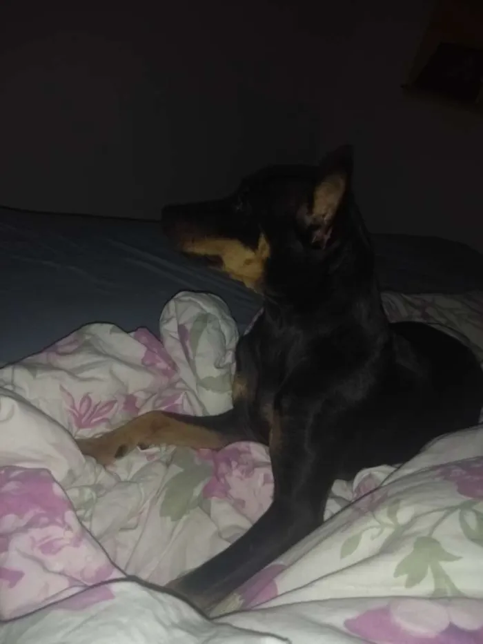 Cachorro ra a Pinscher idade 7 a 11 meses nome Tonico