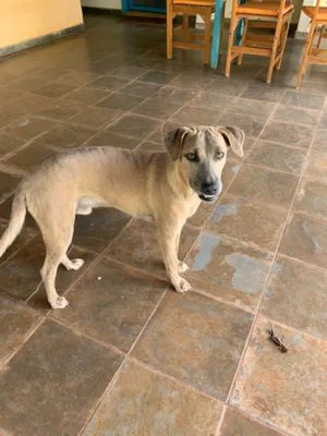 Gato raça Indefinida idade 2 a 6 meses nome Sem nome