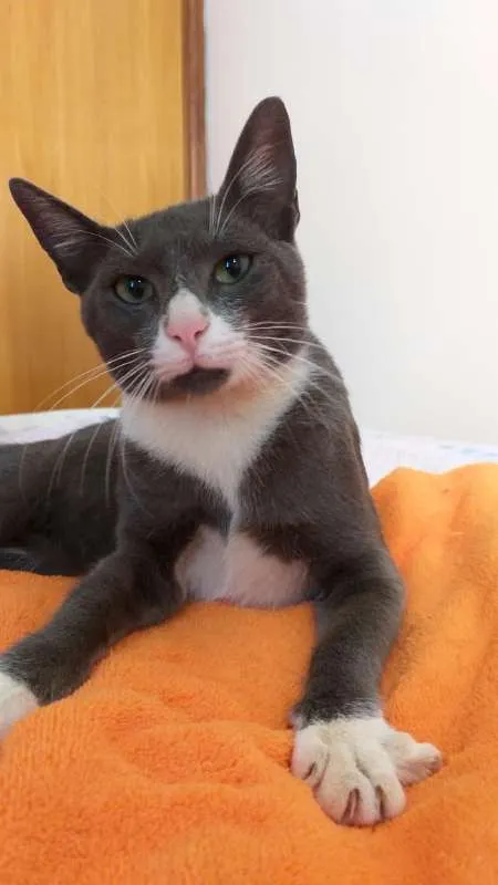 Gato ra a srd idade 2 a 6 meses nome Macho Cinza