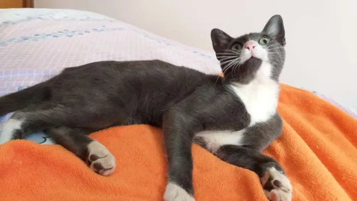 Gato ra a srd idade 2 a 6 meses nome Macho Cinza