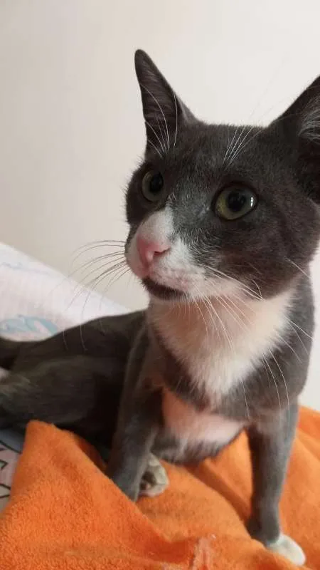 Gato ra a srd idade 2 a 6 meses nome Macho Cinza