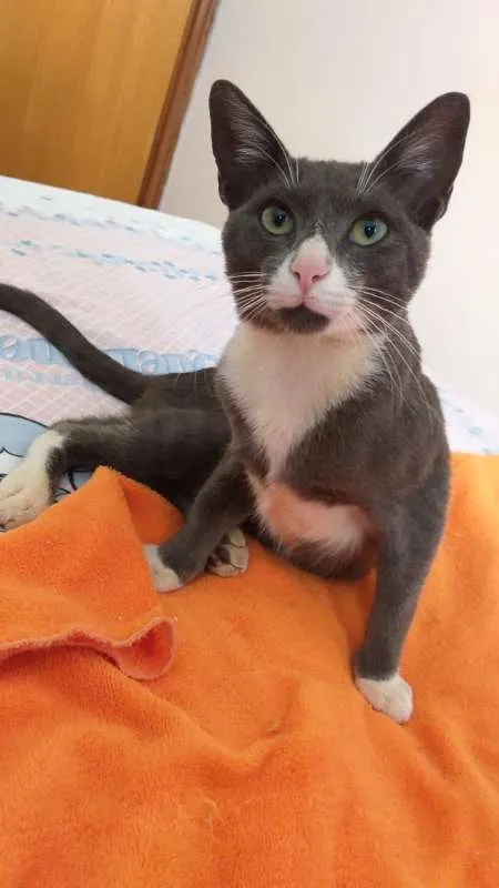 Gato ra a srd idade 2 a 6 meses nome Macho Cinza