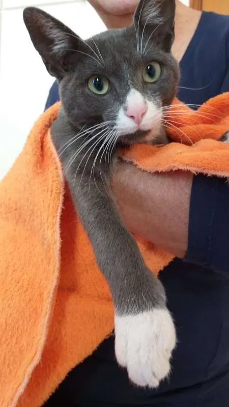 Gato ra a srd idade 2 a 6 meses nome Macho Cinza