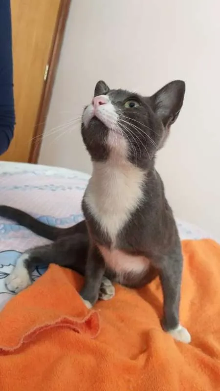 Gato ra a srd idade 2 a 6 meses nome Macho Cinza