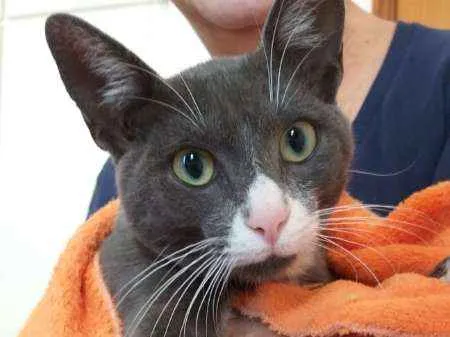 Gato ra a srd idade 2 a 6 meses nome Macho Cinza