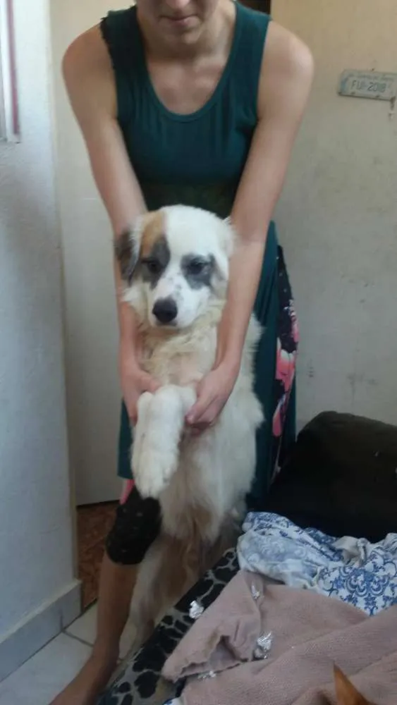 Cachorro ra a Border Collier idade 2 anos nome Zeus