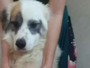 Cachorro raça Border Collier idade 2 anos nome Zeus
