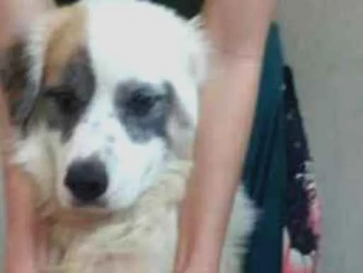 Cachorro ra a Border Collier idade 2 anos nome Zeus
