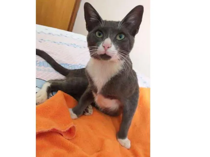 Gato ra a srd idade 2 a 6 meses nome Macho Cinza