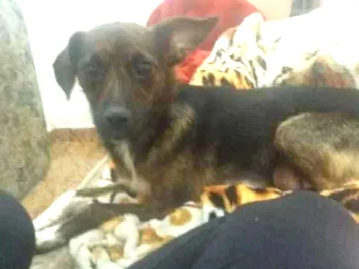 Cachorro ra a Vira lata porte pequeno idade 7 a 11 meses nome Hera
