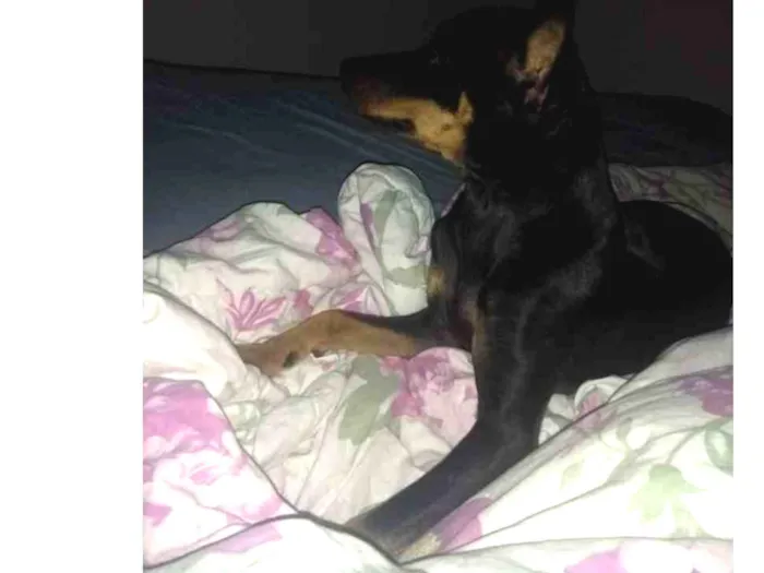 Cachorro ra a Pinscher idade 7 a 11 meses nome Tonico