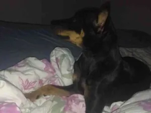 Cachorro raça Pinscher idade 7 a 11 meses nome Tonico