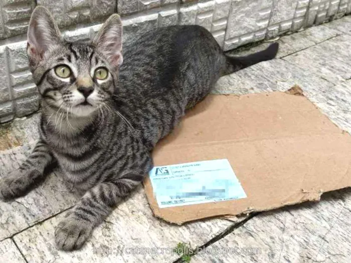 Gato ra a srd idade 2 a 6 meses nome Tarê
