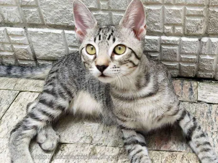 Gato ra a srd idade 2 a 6 meses nome saquê