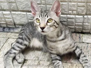 Gato raça srd idade 2 a 6 meses nome saquê