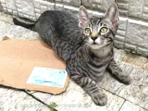 Gato raça srd idade 2 a 6 meses nome Tarê