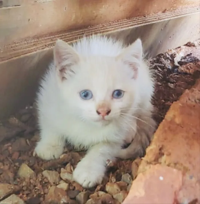 Gato ra a SRD idade 2 a 6 meses nome Sofia 