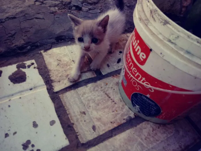 Gato raça Siamês idade Abaixo de 2 meses nome Sem nome