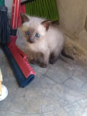 Gato raça Srd idade Abaixo de 2 meses nome Dora
