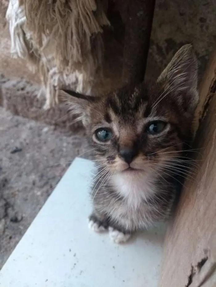 Gato raça Srd idade Abaixo de 2 meses nome Sem nome