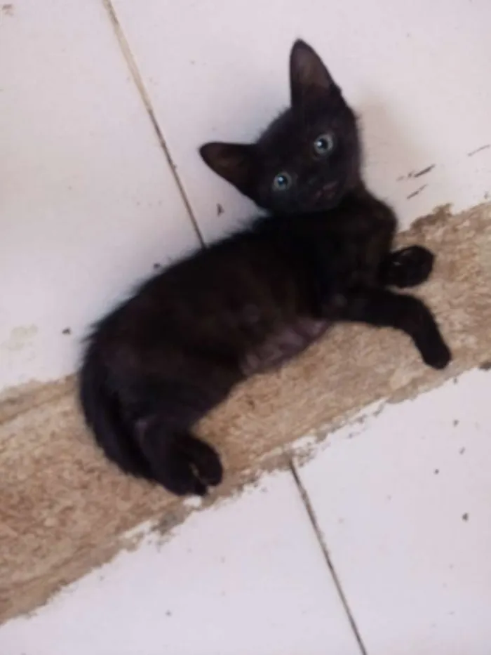 Gato raça Srd idade Abaixo de 2 meses nome Sem nome