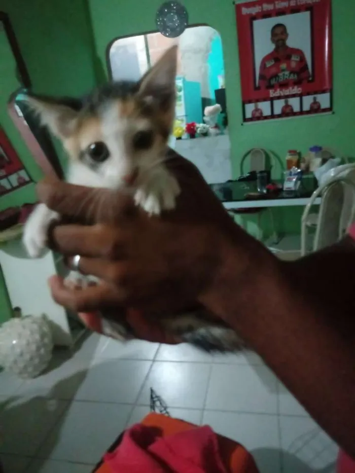 Gato raça Srd idade Abaixo de 2 meses nome Sem nome