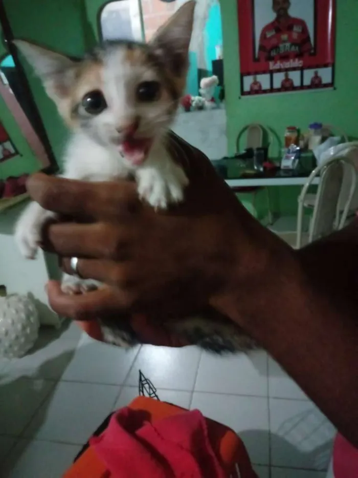 Gato raça Srd idade Abaixo de 2 meses nome Sem nome