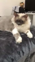 Bibi