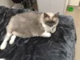 Bibi