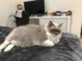Bibi