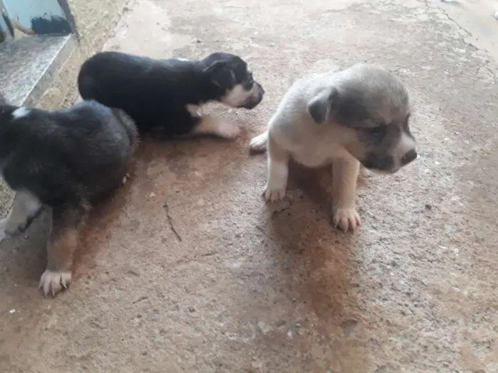 Cachorro ra a  idade Abaixo de 2 meses nome Filhotes