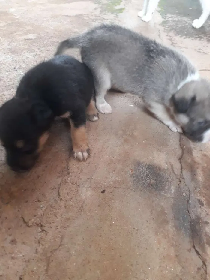 Cachorro ra a  idade Abaixo de 2 meses nome Filhotes