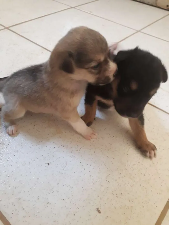 Cachorro ra a  idade Abaixo de 2 meses nome Filhotes